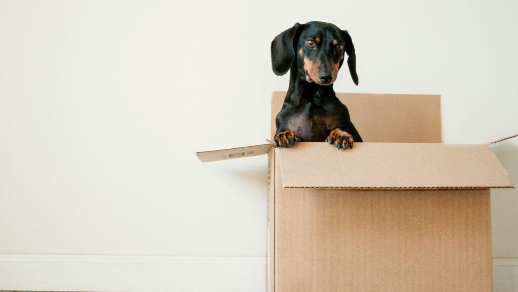 international moving challenges, overcoming moving difficulties, international relocation tips, moving abroad considerations, overseas moving obstacles, international moving checklist, international relocation service, moving abroad guide, international moving company, global relocation challenges